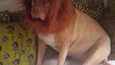 Al dueño de este Dogo de Burdeos le pareció de lo más chistoso ponerle una peluca a su perro y hacerlo parecer un verdadero león.