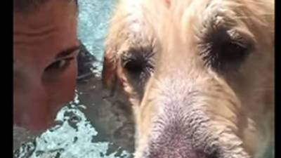 Diesel aprendió de su dueña a jugar en la piscina y a hacer burbujas en el agua. Foto YouTube