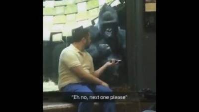 El gorila se ha hecho viral en poco tiempo por su reacción al ver las fotografías en el celular.