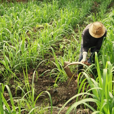 Analizan la agricultura familiar en América Latina
