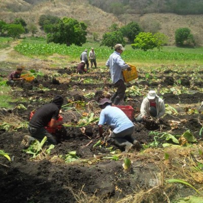 Honduras estrena envíos de malanga blanca hacia Estados Unidos