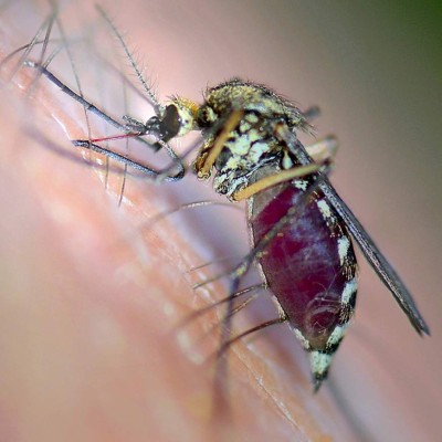 Lucha contra el zancudo lleva 20 años de fracasos