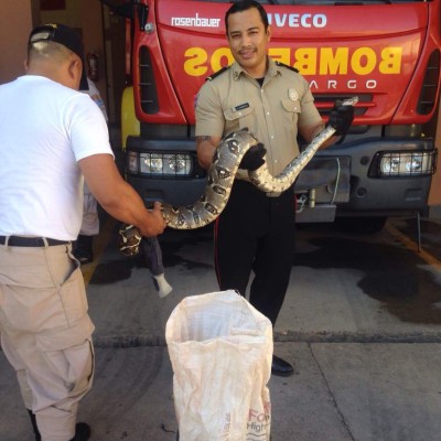 Serpiente causa temor en Comayagua