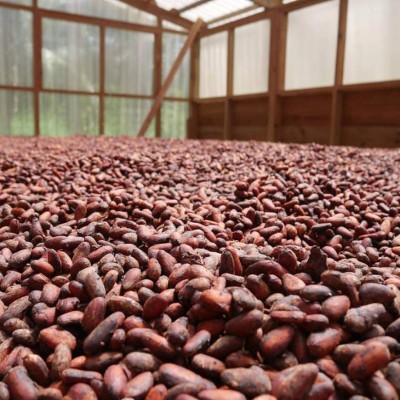 Cacao hondureño es procesado para elaborar botanas gurmé en EUA