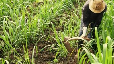 Un agricultor trabaja en el arado de la tierra.