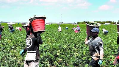 Las nuevas leyes antiimigrantes de EUA han hecho que los compatriotas busquen otros estados para trabajar, reportan.