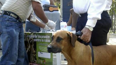 Las autoridades de salud esperan vacunar a más de seis mil perros.