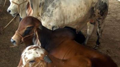 La población de ganado vacuno ha venido en declive en los últimos años.