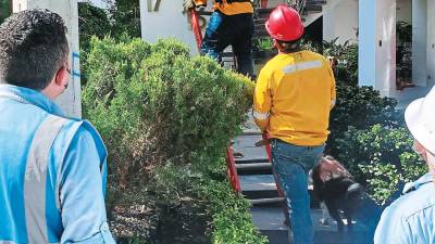 cuadrillas. Personal de la Enee y la EHH están trabajando en conjunto en los trabajos de antihurto.