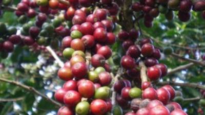 El precio del café gozó de alzas considerables.