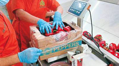Dos mujeres trabajan en empaque de las legumbres en la planta. Los empleados celebran el primer envío a EEUU.