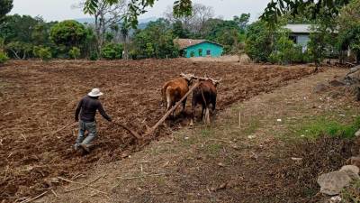 Un campesino prepara la tierra para la siembra con una yunta de bueyes en la zona sur de Honduras