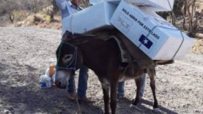 Nada impidió que las elecciones primarias 2021 se celebraran en todos los rincones de Honduras. Hasta los burros fueron utilizados como medio de transporte para llevar el material electoral.