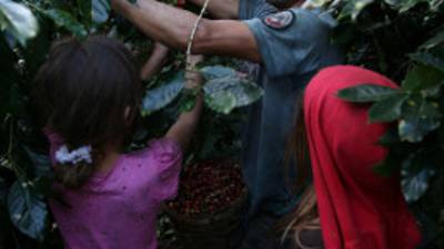 Algunos productores consideran que la retención de los nueve dólares no les permite invertir como quisieran en sus cafetales. Otros dicen que es su única garantía para préstamos bancarios.