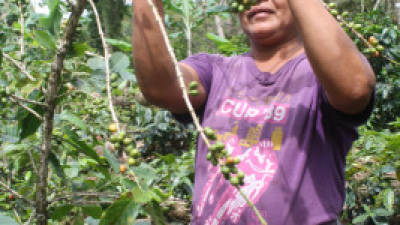 Las menores exportaciones de café seguirán reduciendo las RIN.