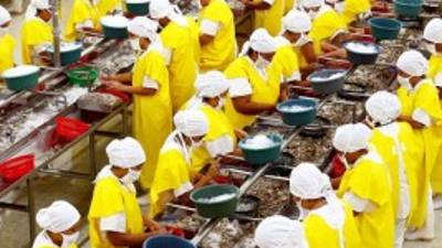 La exportación de camarón hasta agosto de este año se elevó a $145 millones.