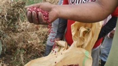 Tres productores de frijol en el occidente de Honduras.