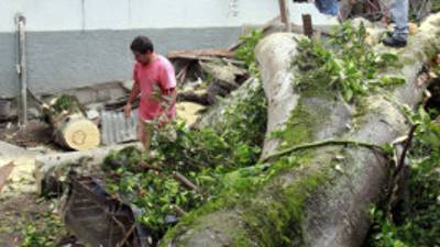 Una familia fue evacuada en el sector El Zapotal por la caída de un árbol.
