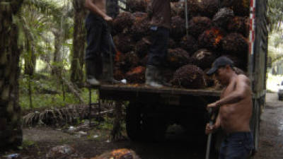 El aceite de palma es el producto no tradicional con mayor demanda.