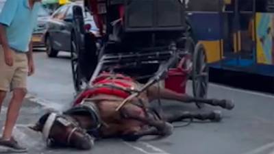 Un caballo se desplomó en Central Park mientras su dueño lo golpeaba para presionarlo a levantarse.