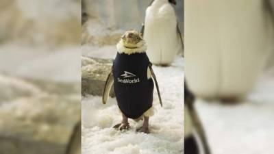 Fotografía cedida en donde aparece Wonder Twin, una pingüino de edad avanzada del parque temático SeaWorld que ha recuperado el plumaje que había perdido gracias a un traje térmico hecho con neopreno que fue diseñado por biólogos del centro de entretenimiento de Orlando, Florida. EFE/Chad Baumer/SeaWorld