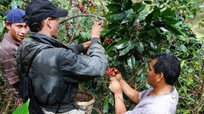 Menos del 2% de los pequeños cafetaleros había acatado la ordenanza de la DEI.