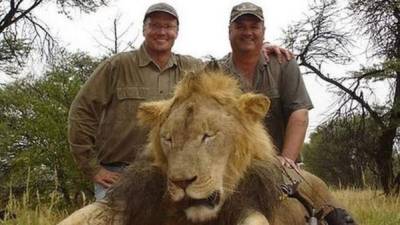 Autoridades estadounidenses iniciaron una investigación por la muerte de un león muy querido en Zimbabue a manos de un dentista estadounidensel. Foto tomada de www.abc.es
