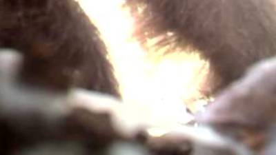 El video es viral en redes sociales.