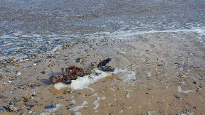 'Hoy en Great Yarmouth encontramos lo que parece una sirena muerta varada en la playa', escribió el hombre que publicó estas imágenes en Facebook.