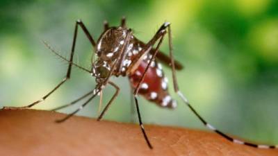 El mosquito Tigre Asiático (también llamado albopictus de Aedes) es otra variedad de zancudo transmisor de la enfermedad.