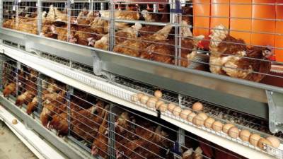 Según organizaciones medioambientales, los huevos criados por gallinas enjauladas son perjudiciales para la salud humana. foto referencial.