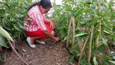 Una mujer trabaja en sus cultivos.