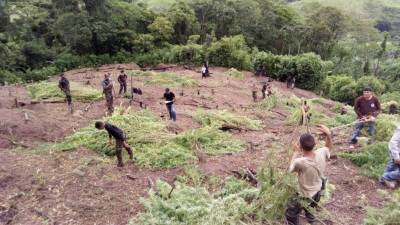 Plantación de marihuana destruida por Fusina.