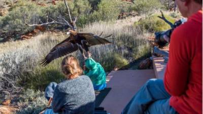 El momento en que el águila intentó llevarse a un niño de un espectáculo en Australia. Foto: Christine O'Connell.