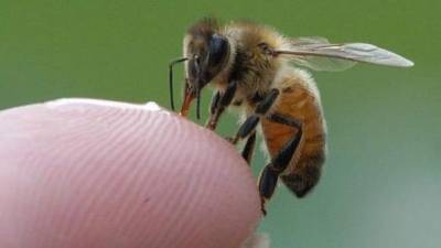 Las picaduras de las abejas pueden ser tratadas en la casa.