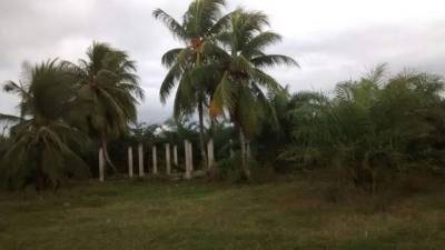En las zonas de Santa Rosa de Aguán, Corocito y Tocoa, departamento de Colón, continúan hoy los aseguramientos a las propiedades de Los Cachiros.