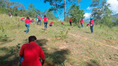 <b><span class=mln_uppercase_mln>Campaña.</span></b> Estudiantes realizan jornadas de reforestación.<span class=mln_uppercase_mln> </span>