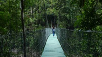 El puente de hamaca es visitado por miles de turistas nacionales y extranjeros amantes de la naturaleza y el turismo de aventura de la Cuenca del Cangrejal.