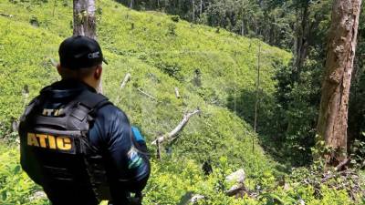 Destrucción de plantaciones de arbustos de hoja de coca. La Prensa Premium indagó la zona de actividad por narcotráfico.
