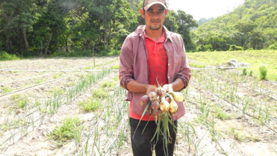 Campesino laborando en el cultivo de cebollas.