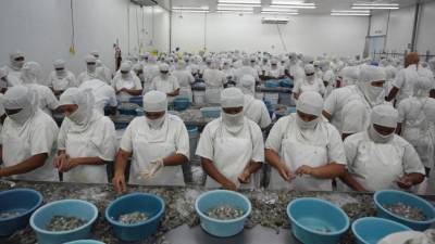 Trabajadores de la industria camaronera en Honduras.