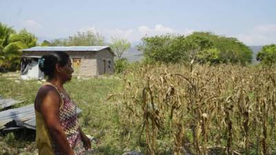 Mujer hondureña cerca de unos cultivos en una zona rural.