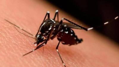 El zancudo Aedes aegypti es el insecto transmisor del dengue. Imagen de archivo.
