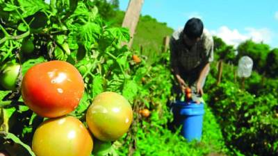 <b>La producción en Honduras está en peligro por las plagas, que polulan por el cambio climático. Foto: LA PRENSA.</b>