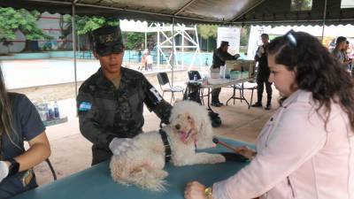 La atención fue completa para las mascotas.