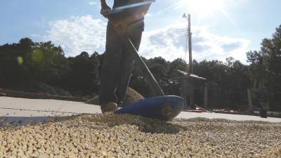 El café contribuye con el 45% de las divisas generadas por los bienes exportables de Honduras, de acuerdo con el Banco Central.