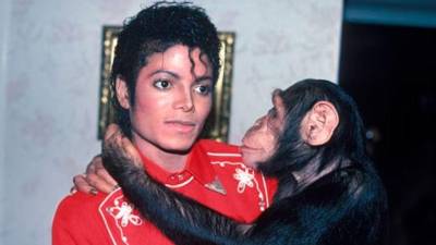 El chimpancé Bubbles, célebre por haber sido la mascota del ícono del pop Michael Jackson, volvió a captar la atención pública tras cumplir 40 años en el santuario donde reside desde hace dos décadas, reavivando una pregunta que ha circulado durante años: ¿recibió una herencia millonaria del artista?