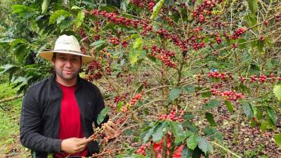 Un productor de café de Copán, durante la temporada de corte aún en marcha en el occidente de Honduras.