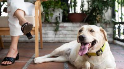 Los perros eliminan calor a través del jadeo y no sudan por su cuerpo sino por sus almohadillas plantares.