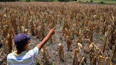 La sequía ha impactado fuertemente en municipios de Olancho y El Paraíso donde algunos productores perdieron su siembra de frijoles.